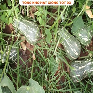 Hạt giống bí đỏ hạt đậu năng suất cao hàng công ty Loại 1