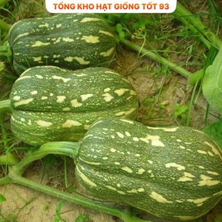 Hạt giống bí đỏ hạt đậu năng suất cao hàng công ty Loại 1
