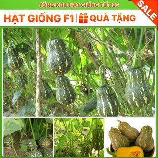 Hạt giống bí đỏ hạt đậu năng suất cao hàng công ty Loại 1