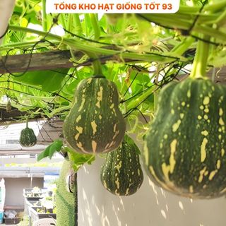 Hạt giống bí đỏ hạt đậu năng suất cao hàng công ty Loại 1