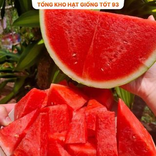 Hạt giống Dưa hấu F1 1gram hàng công ty Loại 1