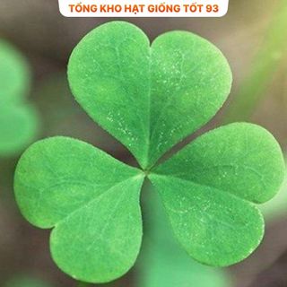 Hạt giống cỏ ba lá trắng dễ trồng hàng công ty Loại 1