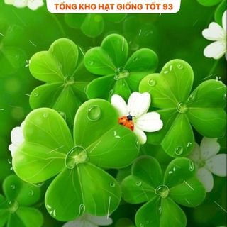 Hạt giống cỏ ba lá trắng dễ trồng hàng công ty Loại 1