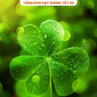 Hạt giống cỏ ba lá trắng dễ trồng hàng công ty Loại 1