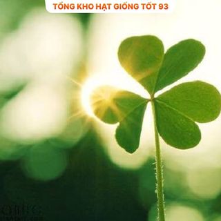 Hạt giống cỏ ba lá trắng dễ trồng hàng công ty Loại 1