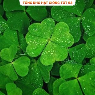 Hạt giống cỏ ba lá trắng dễ trồng hàng công ty Loại 1