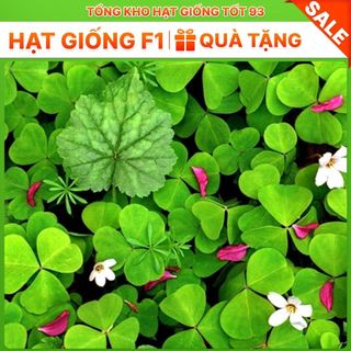 Hạt giống cỏ ba lá trắng dễ trồng hàng công ty Loại 1