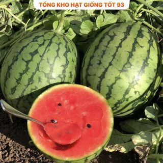 Hạt giống Dưa hấu F1 1gram hàng công ty Loại 1