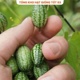 Hạt giống Dưa hấu mini tí hon hàng công ty Loại 1