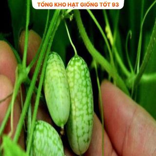 Hạt giống Dưa hấu mini tí hon hàng công ty Loại 1