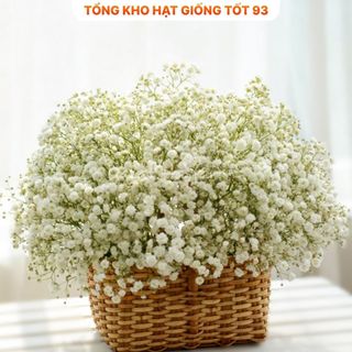 Hạt Giống Hoa Baby Siêu Hoa hàng công ty Loại 1