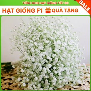 Hạt Giống Hoa Baby Siêu Hoa hàng công ty Loại 1