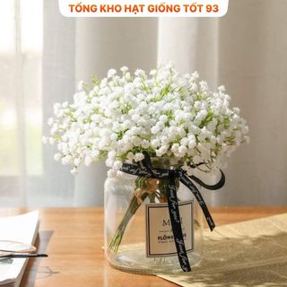 Hạt Giống Hoa Baby Siêu Hoa hàng công ty Loại 1