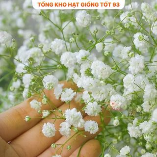 Hạt Giống Hoa Baby Siêu Hoa hàng công ty Loại 1
