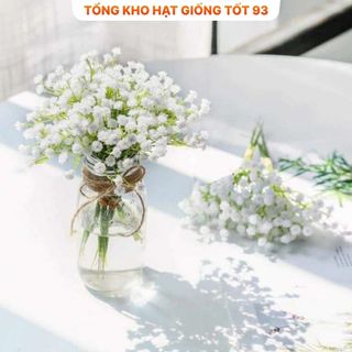 Hạt Giống Hoa Baby Siêu Hoa hàng công ty Loại 1