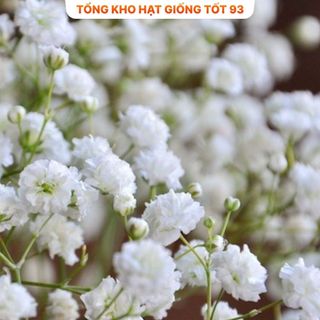 Hạt Giống Hoa Baby Siêu Hoa hàng công ty Loại 1