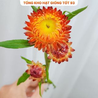 Hạt Giống Hoa Cúc Bất Tử Kép Loài Hoa Bất Tử hàng công ty Loại 1