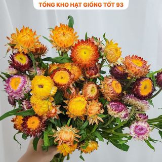 Hạt Giống Hoa Cúc Bất Tử Kép Loài Hoa Bất Tử hàng công ty Loại 1