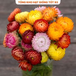 Hạt Giống Hoa Cúc Bất Tử Kép Loài Hoa Bất Tử hàng công ty Loại 1