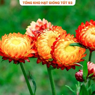 Hạt Giống Hoa Cúc Bất Tử Kép Loài Hoa Bất Tử hàng công ty Loại 1