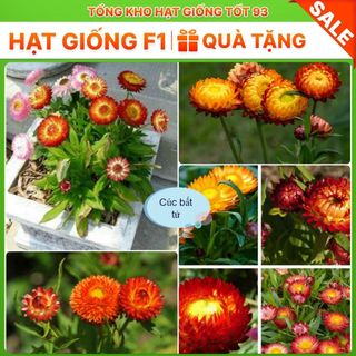 Hạt Giống Hoa Cúc Bất Tử Kép Loài Hoa Bất Tử hàng công ty Loại 1