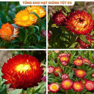 Hạt Giống Hoa Cúc Bất Tử Kép Loài Hoa Bất Tử hàng công ty Loại 1