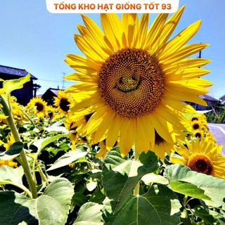 Hạt Giống Hoa Hướng Dương Mặt Cười Vui Vẻ Hàng Công Ty Loại 1