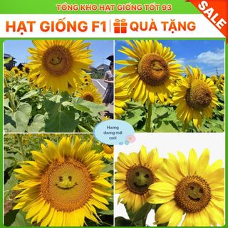Hạt Giống Hoa Hướng Dương Mặt Cười Vui Vẻ Hàng Công Ty Loại 1