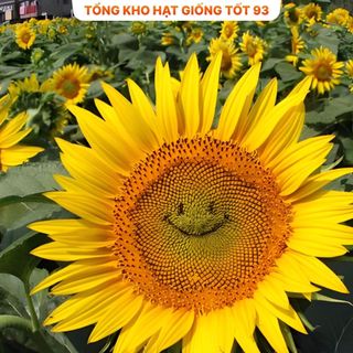 Hạt Giống Hoa Hướng Dương Mặt Cười Vui Vẻ Hàng Công Ty Loại 1