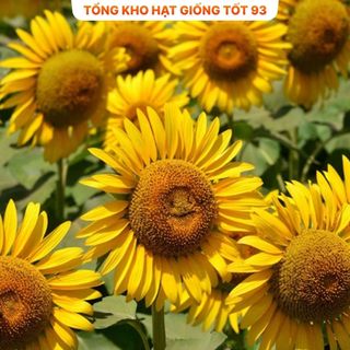 Hạt Giống Hoa Hướng Dương Mặt Cười Vui Vẻ Hàng Công Ty Loại 1