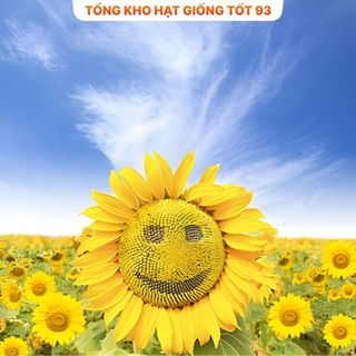 Hạt Giống Hoa Hướng Dương Mặt Cười Vui Vẻ Hàng Công Ty Loại 1