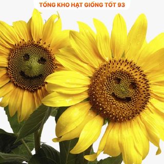 Hạt Giống Hoa Hướng Dương Mặt Cười Vui Vẻ Hàng Công Ty Loại 1