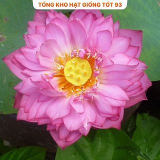 Hạt Giống Hoa Sen Nhật Mini + Bách Diệp hàng công ty Loại 1