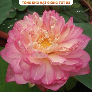 Hạt Giống Hoa Sen Nhật Mini + Bách Diệp hàng công ty Loại 1