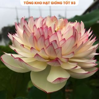 Hạt Giống Hoa Sen Nhật Mini + Bách Diệp hàng công ty Loại 1
