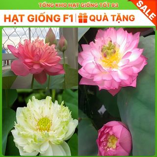Hạt Giống Hoa Sen Nhật Mini + Bách Diệp hàng công ty Loại 1