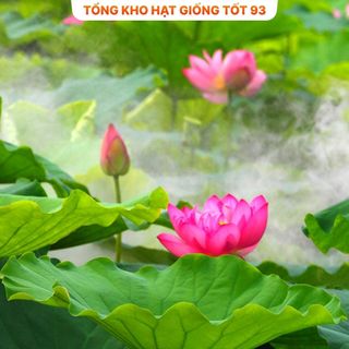 Hạt Giống Hoa Sen Nhật Mini + Bách Diệp hàng công ty Loại 1