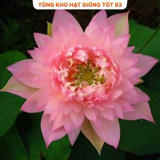 Hạt Giống Hoa Sen Nhật Mini + Bách Diệp hàng công ty Loại 1