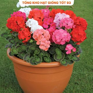 Hạt Giống Hoa Phong Lữ Thảo Bông Rất To hàng công ty Loại 1