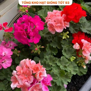 Hạt Giống Hoa Phong Lữ Thảo Bông Rất To hàng công ty Loại 1