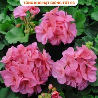 Hạt Giống Hoa Phong Lữ Thảo Bông Rất To hàng công ty Loại 1
