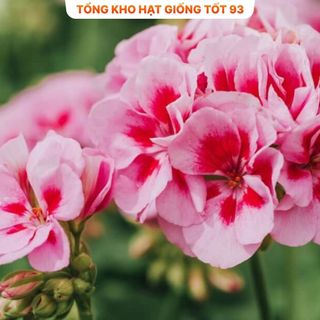 Hạt Giống Hoa Phong Lữ Thảo Bông Rất To hàng công ty Loại 1