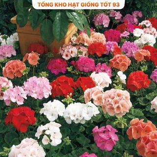 Hạt Giống Hoa Phong Lữ Thảo Bông Rất To hàng công ty Loại 1