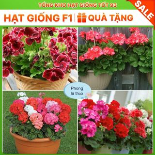 Hạt Giống Hoa Phong Lữ Thảo Bông Rất To hàng công ty Loại 1