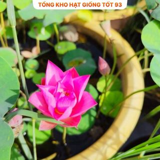 Hạt Giống Hoa Sen Nhật Mini Đủ Màu