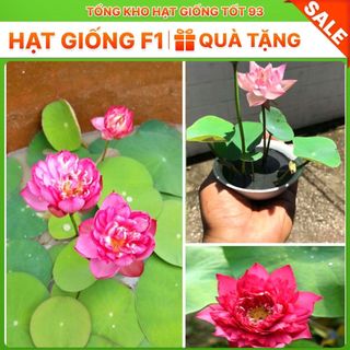Hạt Giống Hoa Sen Nhật Mini Đủ Màu