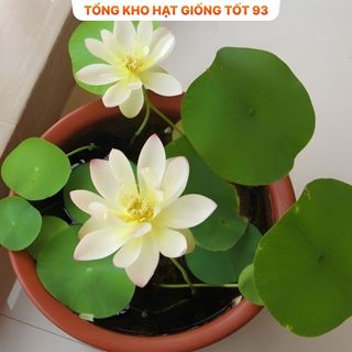 Hạt Giống Hoa Sen Nhật Mini Đủ Màu
