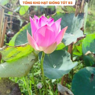 Hạt Giống Hoa Sen Nhật Mini Đủ Màu