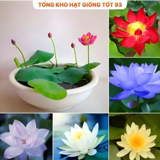 Hạt Giống Hoa Sen Nhật Mini Đủ Màu