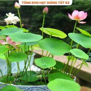 Hạt Giống Hoa Sen Nhật Mini Đủ Màu